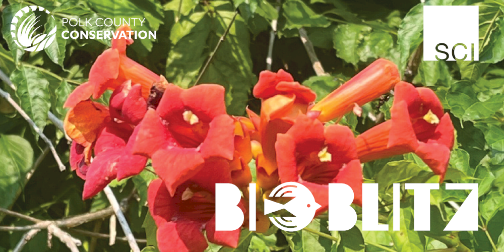 BioBlitz at Jester Park